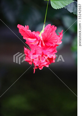 Hibiscus 33242687