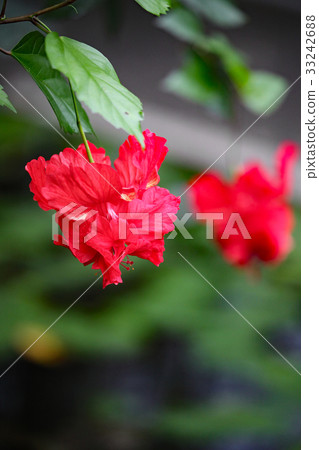 Hibiscus Hibiscus 33242688