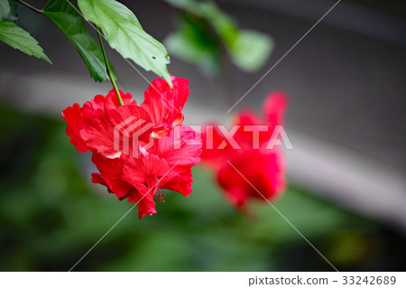 Hibiscus Hibiscus 33242689