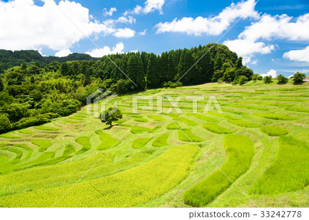 Oyama Senjita 33242778