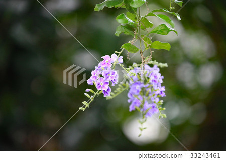 Duranta Duranta 33243461