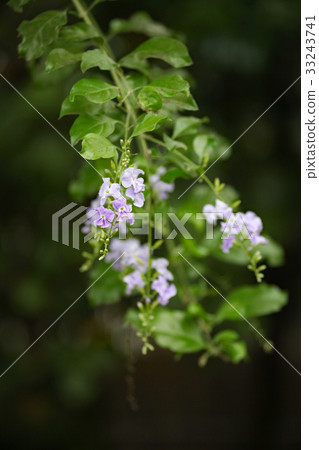 Duranta 33243741