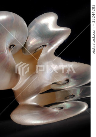 Nautilus Nautilus 33244292