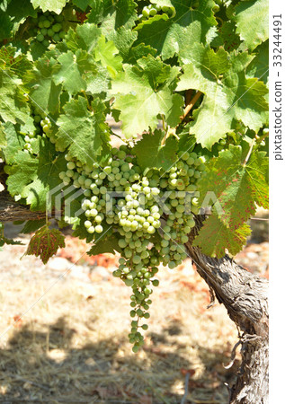 Vineyard Vineyard 33244491