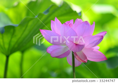 蓮花 蓮花 33244747