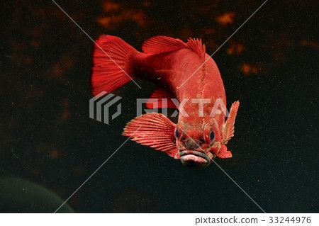 Expressive red fish Expressive red fish 33244976