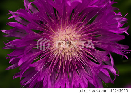 Pink Field Flower Centaurea jacea Pink Field Flower Centaurea jacea 33245023
