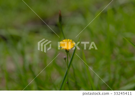 Noto's dandelion 33245411