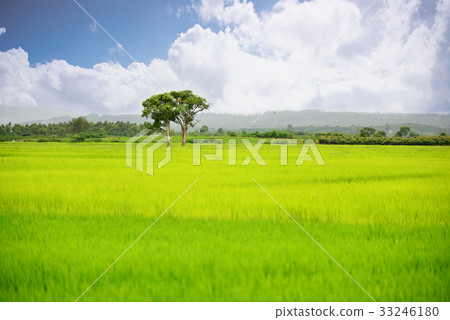Lonely tree Lonely tree 33246180