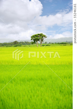 Lonely tree Lonely tree 33246181