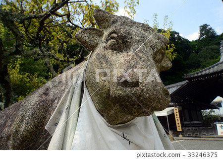 Boiled cow-2 33246375