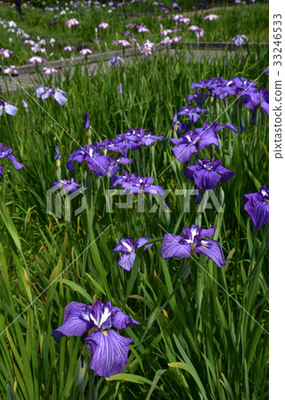 Isolated iris in the iris garden Isolated iris in the iris garden 33246533