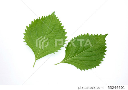 Ooba，Aojiso 33246601