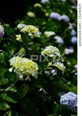 Hydrangea 33246924