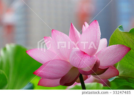 澆灌在Ushino Shinobu池塘蓮花的下落 澆灌在Ushino Shinobu池塘蓮花的下落 33247485