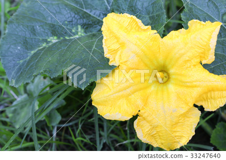 Pumpkin flower. beautiful yellow  in the garden  33247640