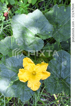 Pumpkin flower. beautiful yellow  in the garden  33247644