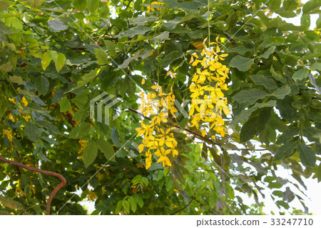 Cassia fistula.Golden Shower Tree 33247710