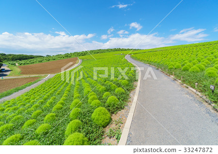夏天的國營日立海濱公園Kochia 夏天的國營日立海濱公園Kochia 33247872