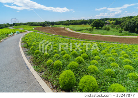 State-run Hitachi beach park Kochia of summer State-run Hitachi beach park Kochia of summer 33247877