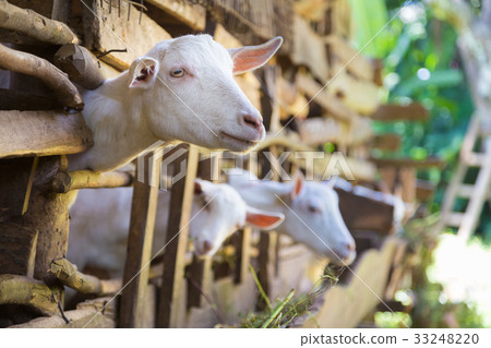 Curious domestic white goats stick their heads 33248220