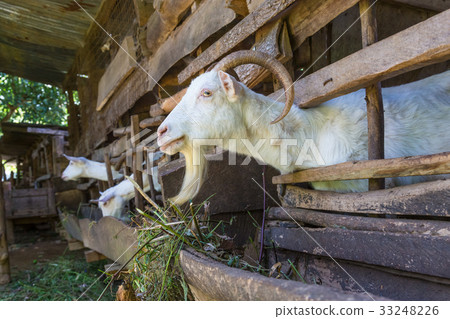 Curious domestic white goats stick their heads 33248226