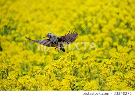 Bulbul 33248275