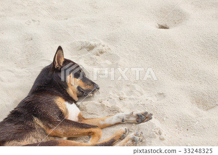 Dog Sleeping on the beach dog relaxing and restin 33248325