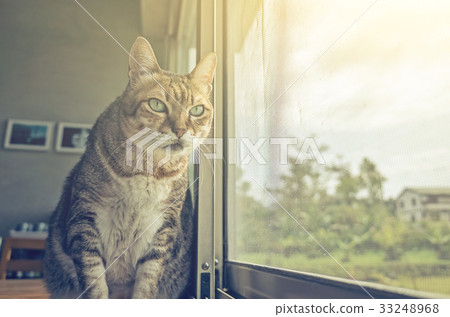 domestic tabby cat 33248968