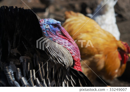 turkey in a birds yard turkey in a birds yard 33249007