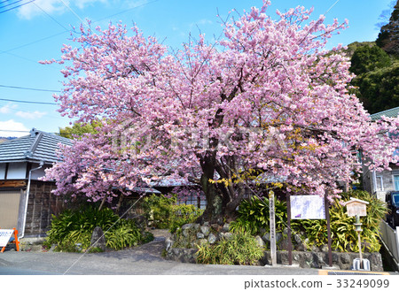 Kawazu Sakuragino 33249099