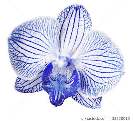 Orchid blue flower.isolated white background  33250010