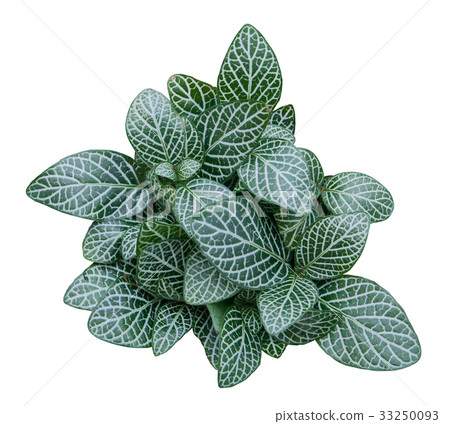 Green leave nerve plant on white Green leave nerve plant on white 33250093