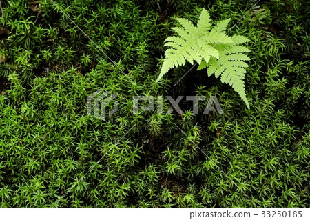 Moss and fern 33250185