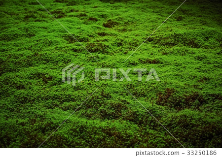 Moss 33250186