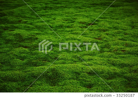 Moss 33250187