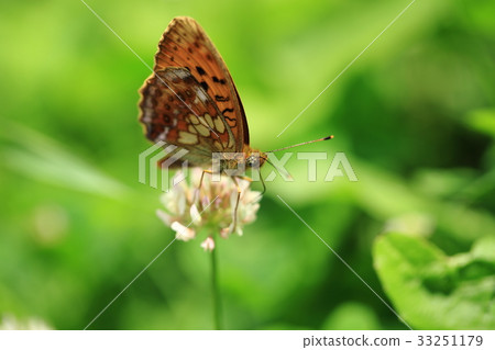 黑白三葉草2 33251179