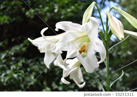 White lily flower White lily flower 33251311