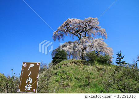 Tonouchi Sodare Cherry（三春町） 33251316