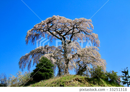 Tonouchi Sodare Cherry（三春町） 33251318