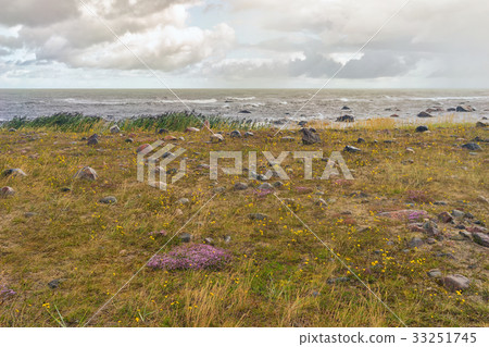 Rosehip on a sandy beach in a storm 33251745