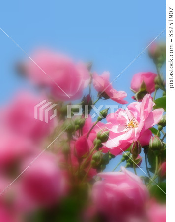 Rose flower angela Rose flower angela 33251907