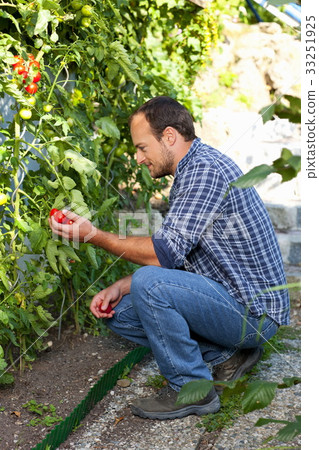 Farmer is checking the tomatoe growth 33251925