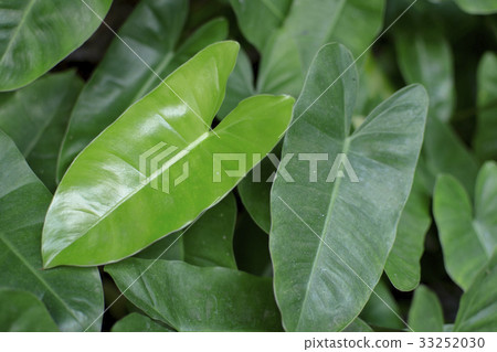 Dwarf  Bouquet leaves, Dracaena dermensis. 33252030
