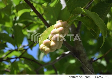 Kobushi noodles 33252089