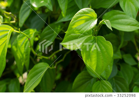 Beautiful green betel leaves texture background. 33252098