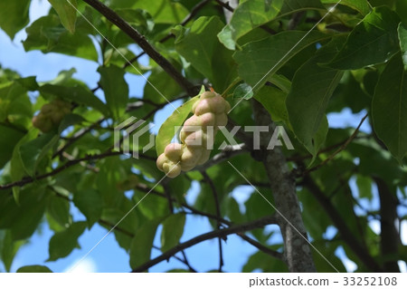 Kobushi noodles 33252108