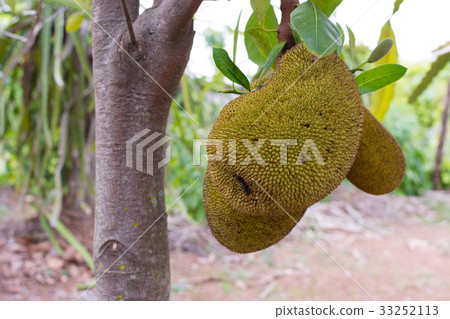 Close up Jackfruit fresh on tree, Thai fruit. 33252113