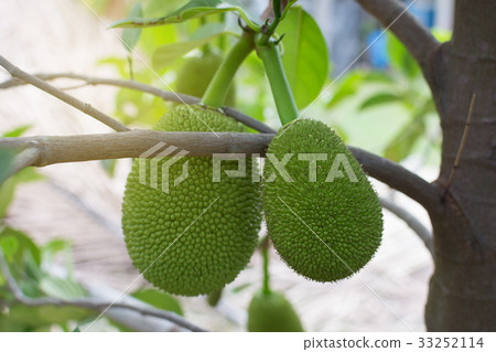 Close up Jackfruit fresh on tree, Thai fruit. 33252114