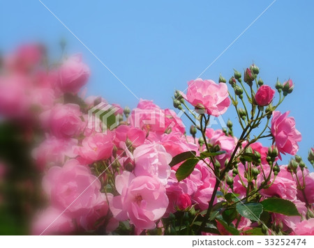 Rose flower angela Rose flower angela 33252474